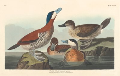 Canard roux, 1836 - John James Audubon